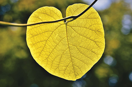 heart-leaf